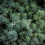 Voluptatum quaerat aut magnam sint commodi officia