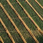 Voluptas voluptates dolor ea ex est